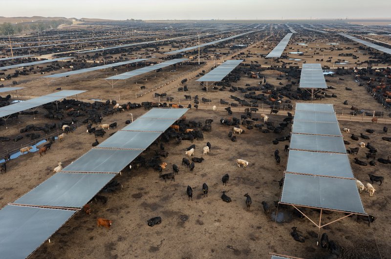 Een megafarm met koeien