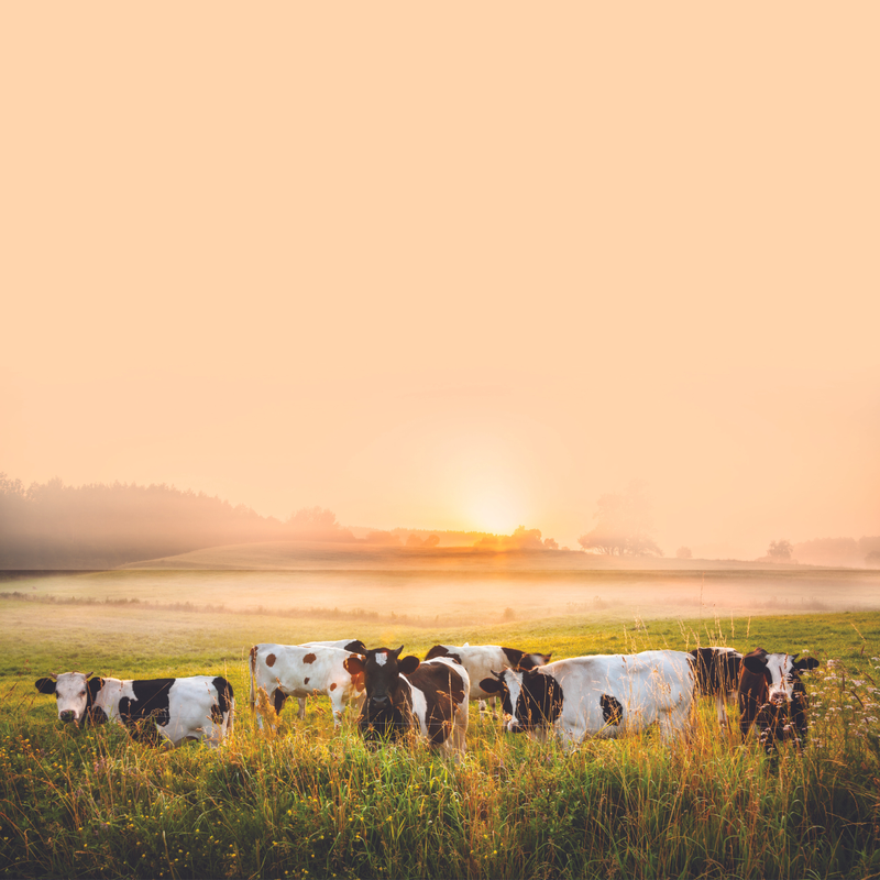 Koeien in het veld