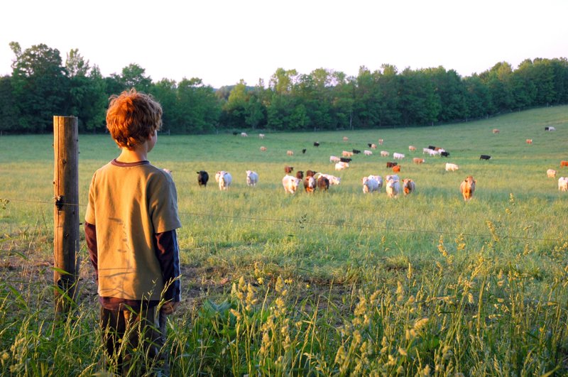 Jongen kijkt uit over een veld met koeien